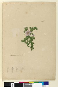 Seite 165. Solanum naturalisiert von John William Lewin