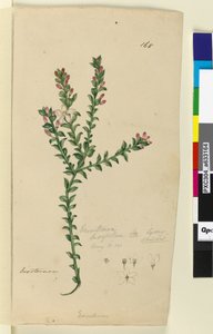 Seite 168. Eriostemon buxifolium