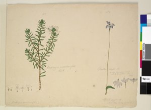 Seite 183. Westringia rosmarinifolia Westringia fruiticosa; 184. Glossodia major von John William Lewin
