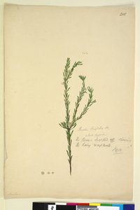 Seite 202. Pimelia linifolia