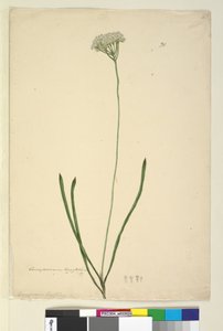 Seite 20. Conospermum longifolium von John William Lewin
