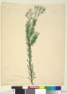 Seite 21. Conospermum ericifolium von John William Lewin