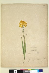 Seite 232. Ixia lutea