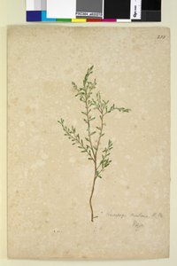 Seite 233. Leucopogon