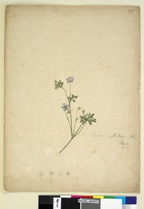 Seite 237. Geranium pilosum von John William Lewin