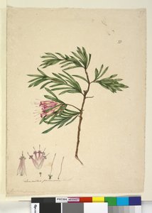 Seite 23. Lambertia formosa