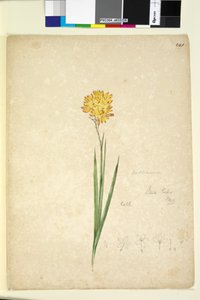 Seite 241. Ixia lutea