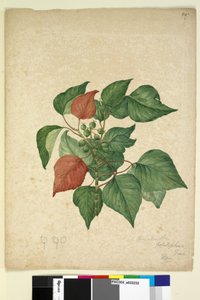 Seite 247. Homolanthus populifolius Omalanthus populifolius, ca. 1803-06