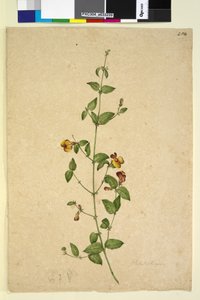 Seite 254. Platylobium von John William Lewin