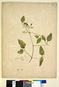 Seite 256. Clematis glycinoides