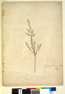 Seite 261. Lissanthe strigosa