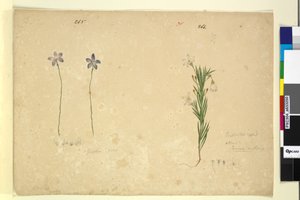 Seite 265. Glossodia minor; 266. Ricinocarpus von John William Lewin