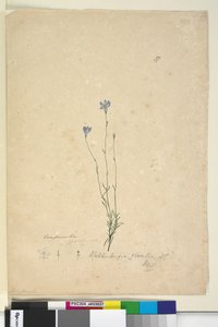 Seite 37. Wahlenbergia gracilis von John William Lewin