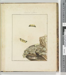 Seite 39. Tafel 10 Lithosa Replana, 1803-04
