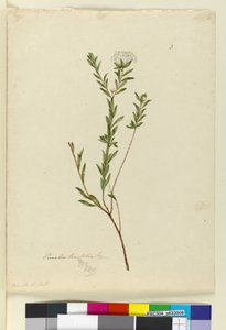 Seite 3. Pimelea linifolia, ca. 1803-06 von John William Lewin