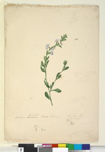 Seite 46. Goodenia laevigata