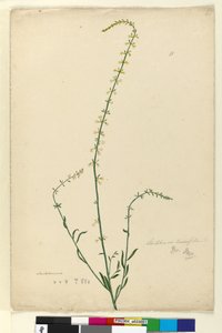 Seite 51. Stackhousia