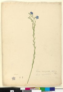 Seite 52. Linum marginale