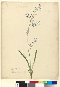 Seite 58. Dianella levis