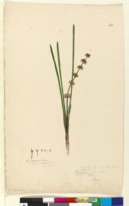 Seite 62. Xerotes Lomandra multiflora