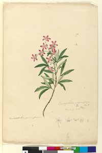 Seite 77. Ceratopetalum gummiferum