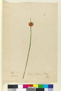 Seite 7. Scirpus nodosus, ca. 1803-06