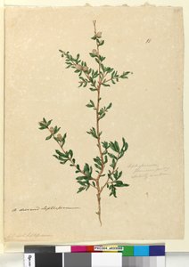 Seite 88. Leptospermum flavescens