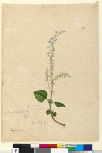 Seite 96. Plectranthus australis