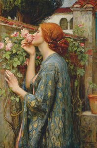 Die Seele der Rose