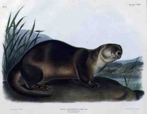 Lutra Canadensis oder Lataxina Mollis (Kanadischer Otter), Tafel 122 aus 