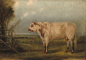 Ein junger Stier, ca. 1849
