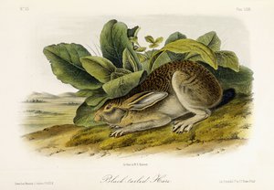 Schwarzschwanzhase, ca. 1849-1854