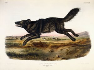 Schwarzer amerikanischer Wolf, Männchen, 1845