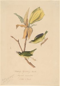 Kentucky Fliegenschnäpper von John Woodhouse Audubon