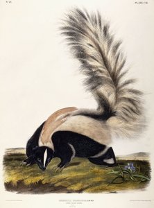 Großschwanz-Skunk, 1846