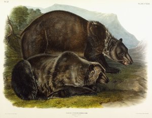 Männlicher Grizzlybär, 1848 von John Woodhouse Audubon