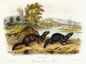 Bachmink, ca. 1849-1854 von John Woodhouse Audubon