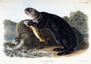 Seeotter, junger Männchen, 1848