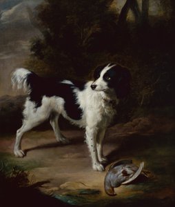 Ein schwarz-weißer Springer Spaniel mit einem toten Rebhuhn in einer Landschaft