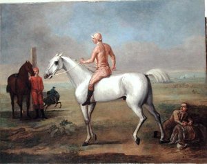 Arabischer Hengst mit Jockey
