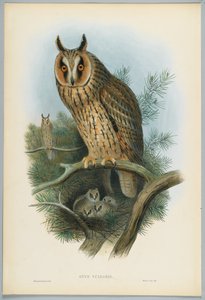 Waldohreule, gezeichnet von J. Wolf, graviert von H. C. Richter