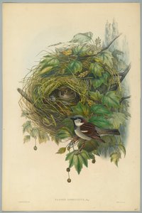 Haussperling, graviert von H. C. Richter von John after Gould