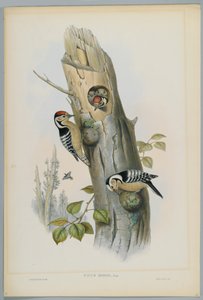 Kleinspecht, graviert von H. C. Richter von John after Gould