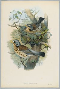 Wacholderdrossel, graviert von H. C. Richter von John after Gould