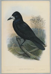 Unbekanntes Bild von John after Gould