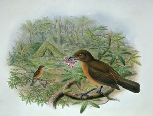 Amblyornis Inornatus, Vogelkop-Gärtner von John and Hart, William Gould