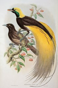Paradiesvogel: Großer, Paradisaea Apoda