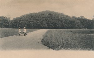 Der Banyanbaum, Botanischer Garten, Kalkutta, 1906