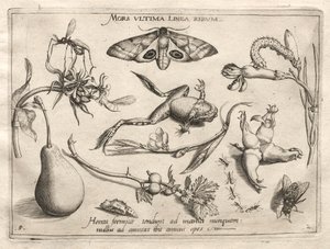 Archetypen und Studien: Der Tod ist die Linie, die das Ende markiert (Teil II, Tafel 5) von Joris Hoefnagel
