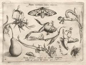 Archetypen und Studien: Der Tod ist die Linie, die das Ende von allem markiert Teil II, Platte 5, 1592 von Joris Hoefnagel
